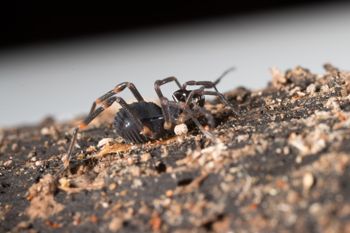 Media type: image;   Invertebrate Zoology 151528